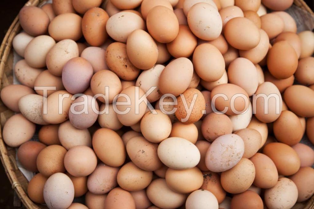 POULTRY EGGS