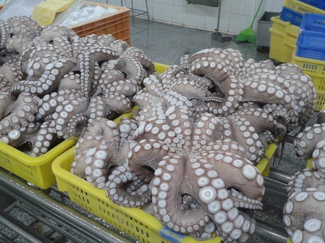 Frozen IQF Boiled octopus