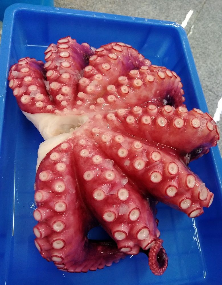 Frozen IQF Boiled octopus