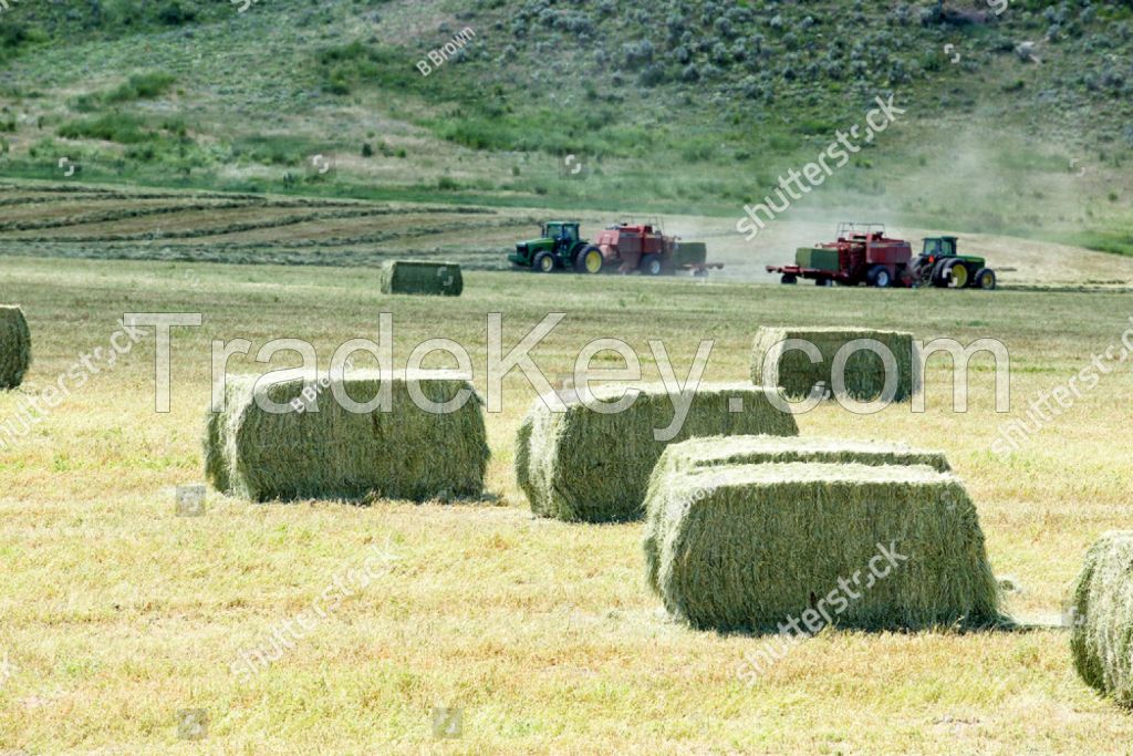 Alfalfa hay, Timothy hay