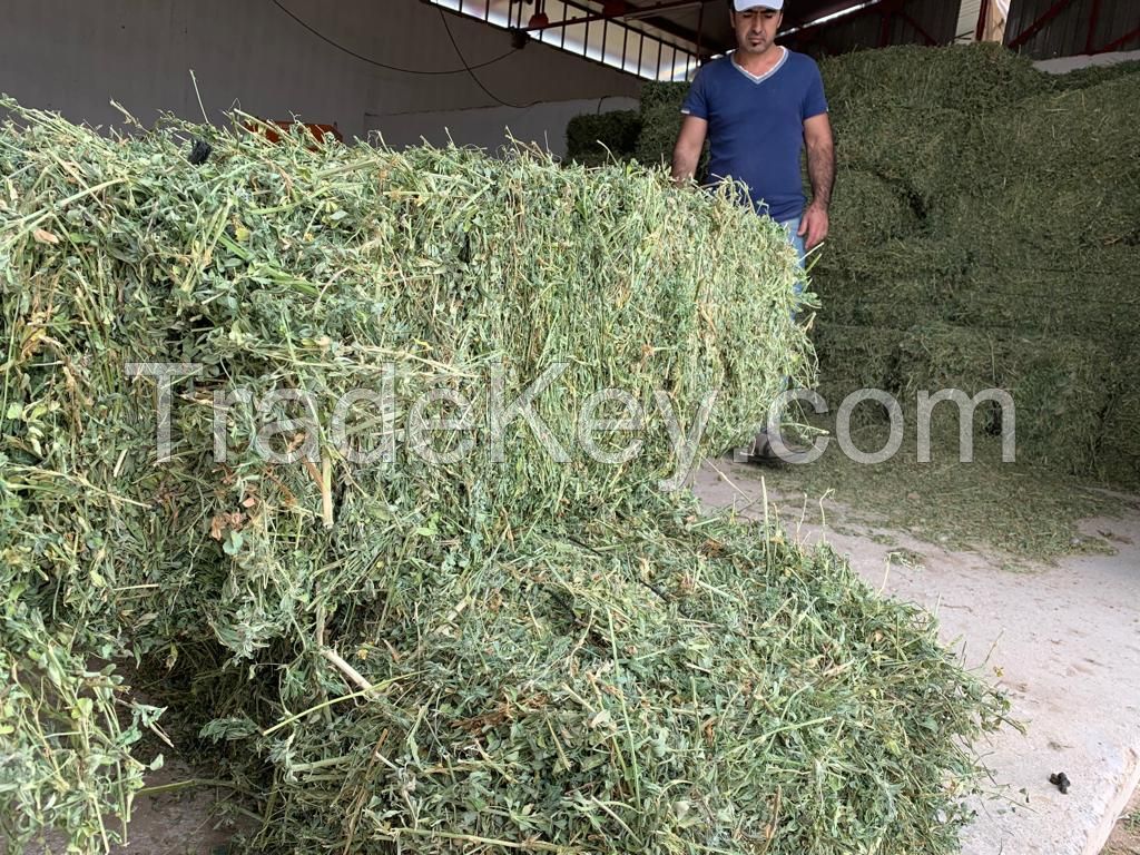 Timothy Hay For Cattle