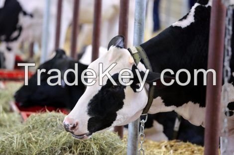 Timothy Hay For Cattle