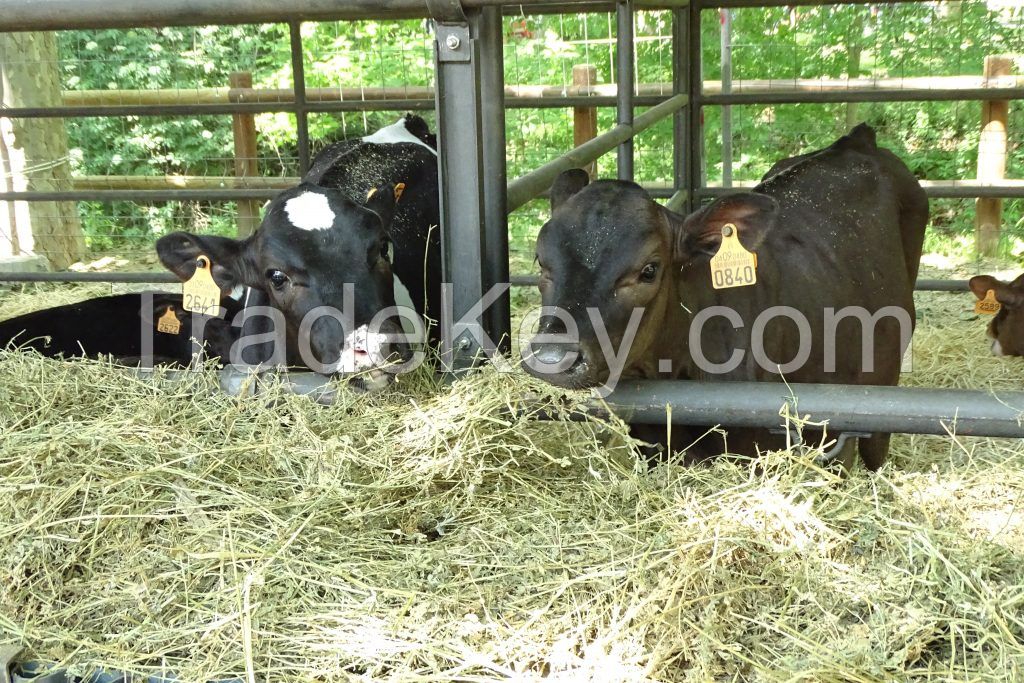 Alfalfa Hay for Cattle