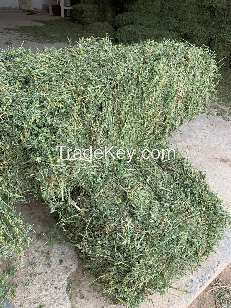 Alfalfa Hay for Cattle