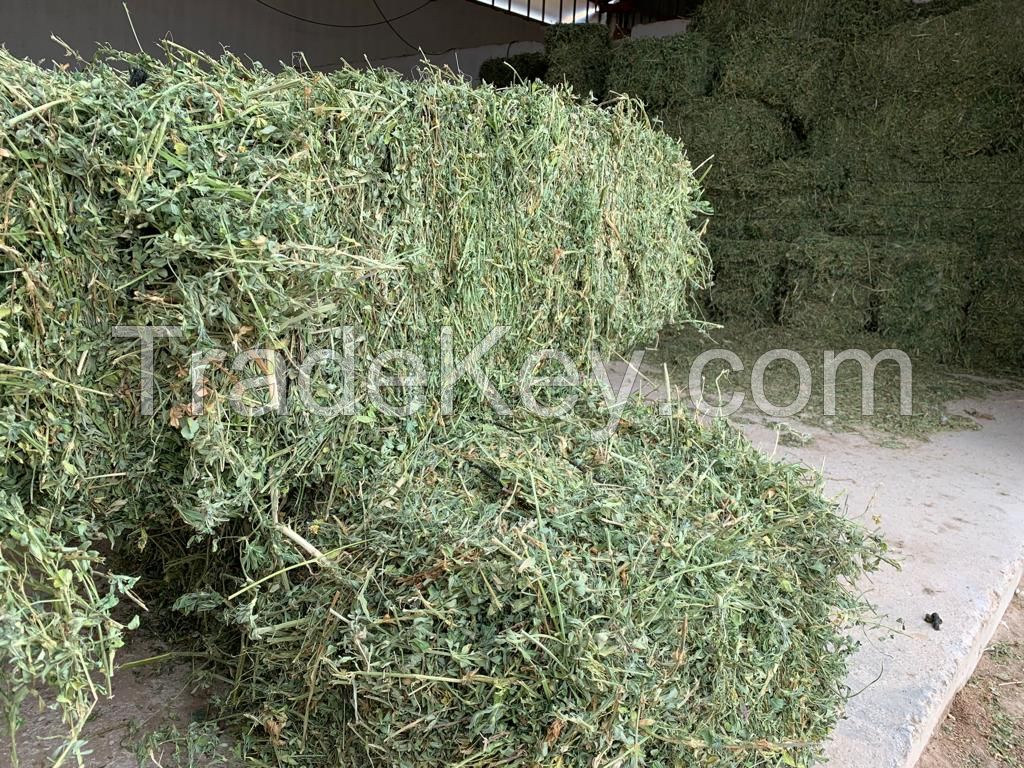 Alfalfa Hay for Cattle