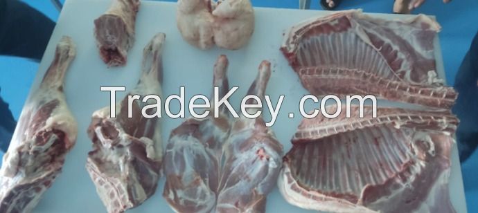 Halal slaughtered fresh lamb carcass