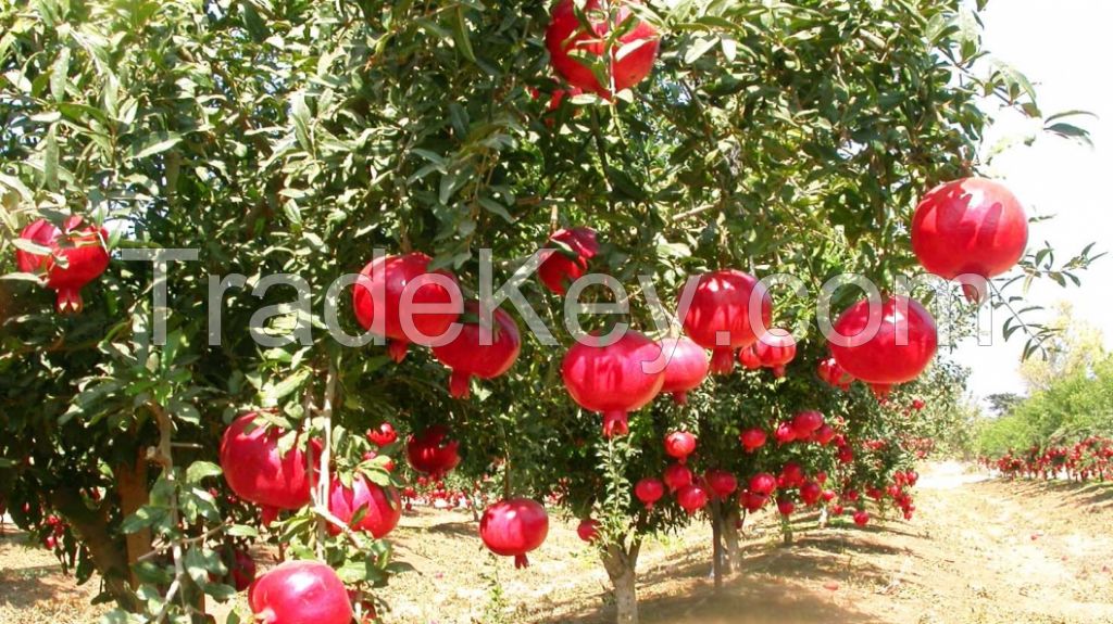 juicy pomegranate