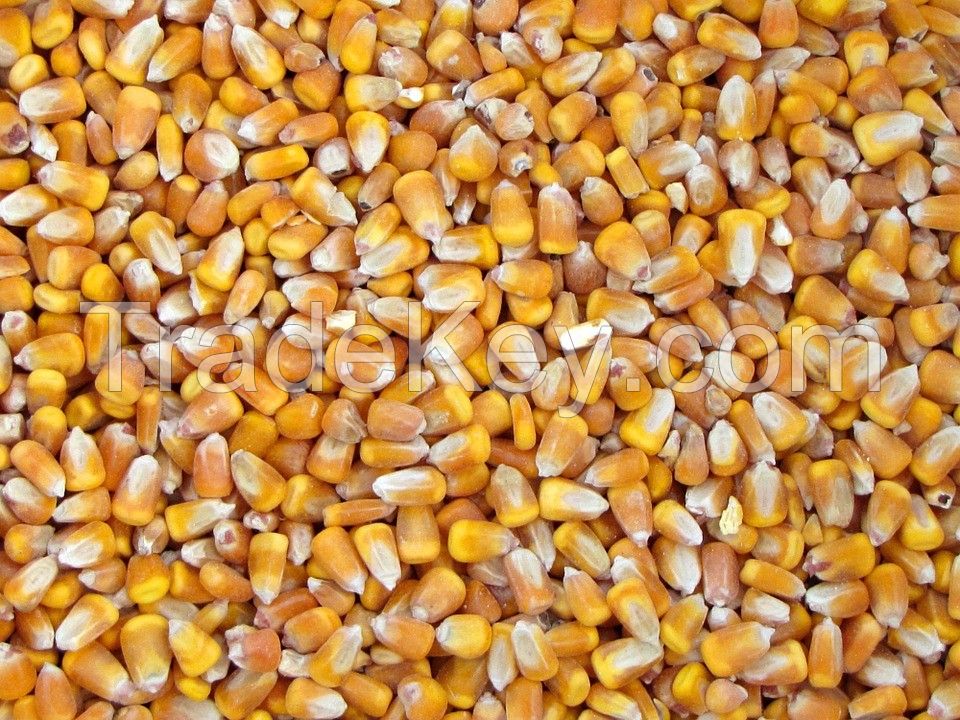 Yelow corn/ maize