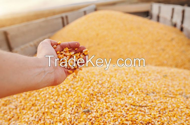 Brazilian Yellow Corn / Maize GMO 