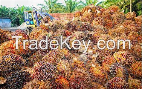 Refined Palm Oil 