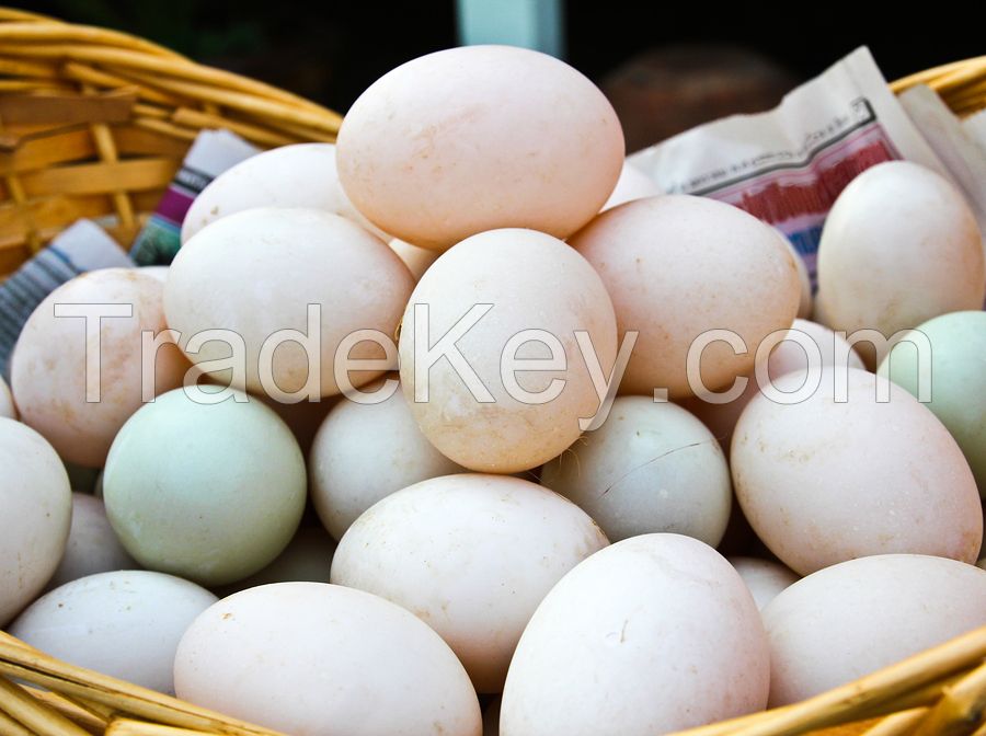 Parrot Eggs | Fertilized Eggs |Ostrich Fertile eggs |Hatching Eggs | Hatching Parrot Egg | Fresh Eggs | Ostrich eggs