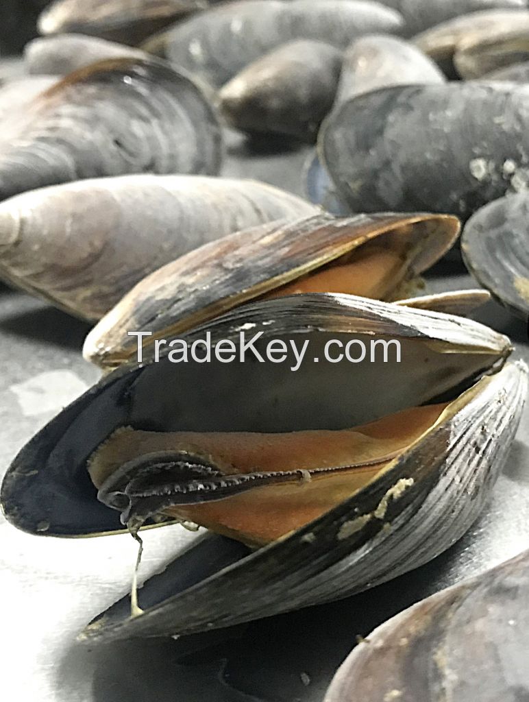 Black sea Mussels