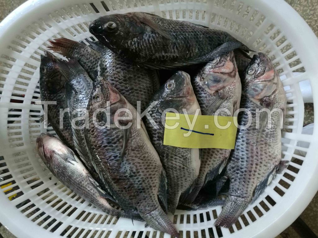 tilapia wgs