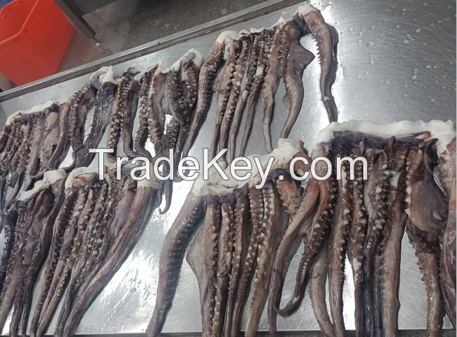 giant squid tentacles