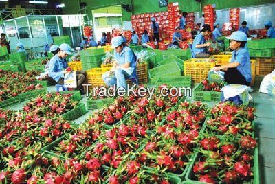 Vietnam Fresh dragon fruit (white-red flesh)