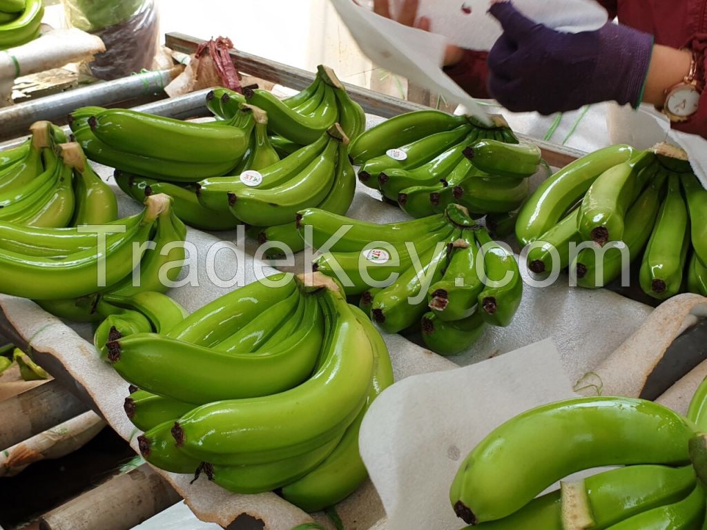 Vietnammese Fresh and Delicious Banana 