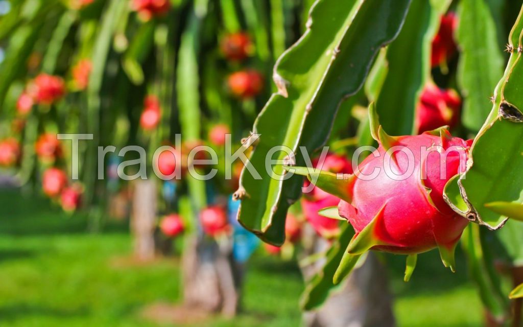 Vietnam Fresh dragon fruit (white-red flesh)