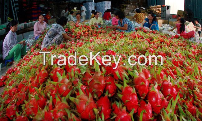 Vietnam Fresh dragon fruit (white-red flesh)