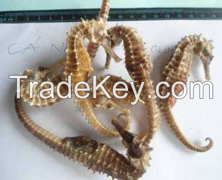 Quality Dried Seahorse / Dry Sea Horse for Sale Fast Shipping To China