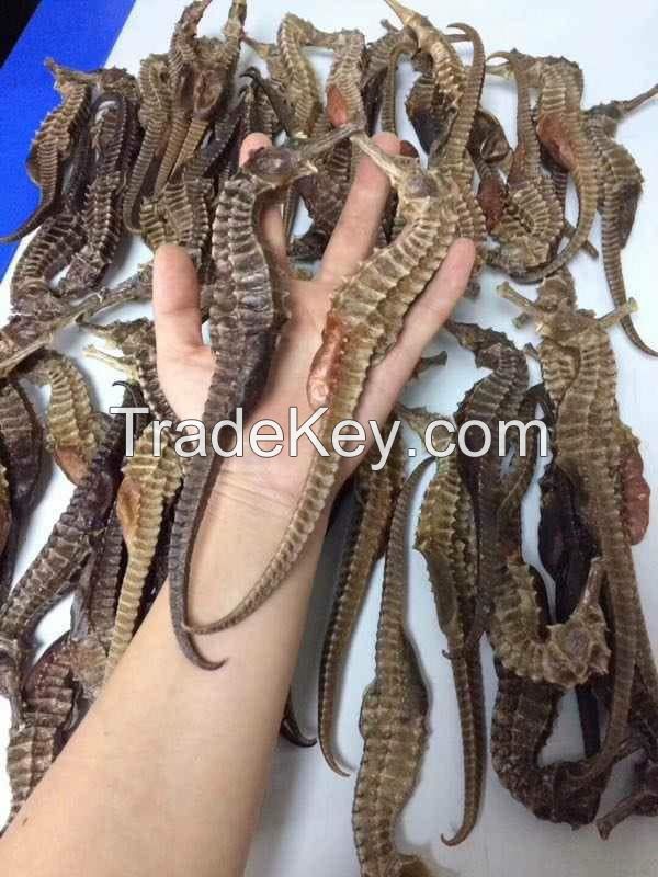 Quality Dried Seahorse / Dry Sea Horse for Sale Fast Shipping To China