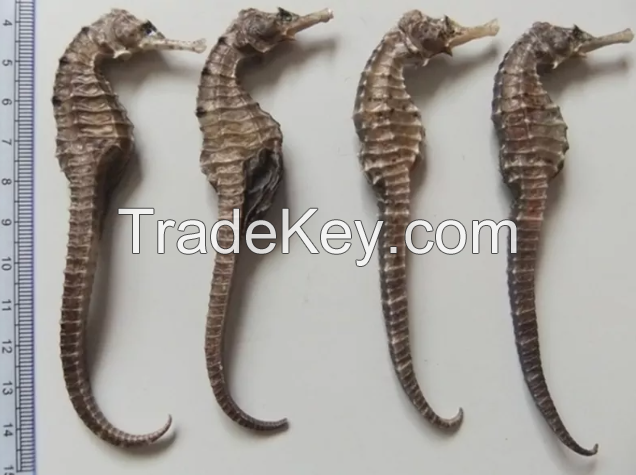 Quality Dried Seahorse / Dry Sea Horse for Sale Fast Shipping To China