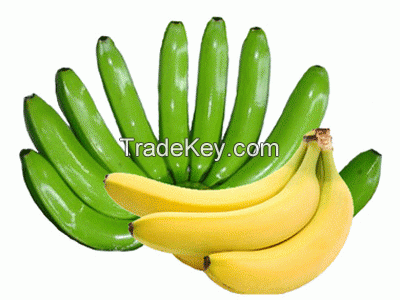 Cavendish Banana