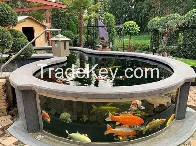 Buy Black Arowana clarion angelfish, silver arowana, asian arowana