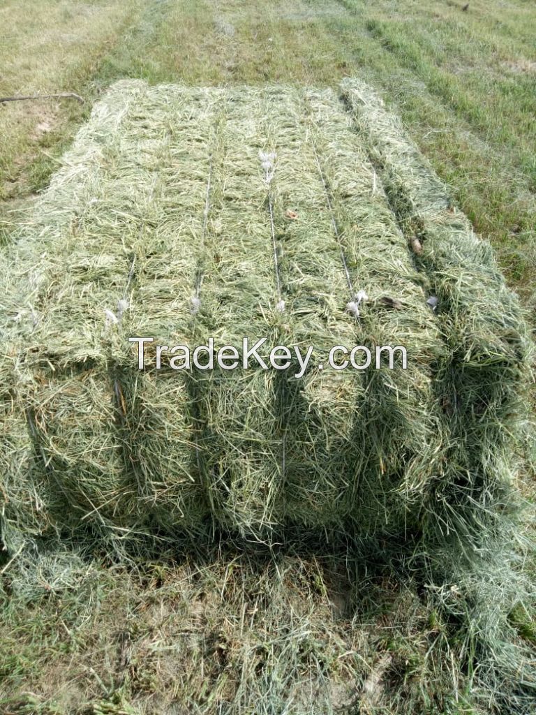 Rhodes Grass hay