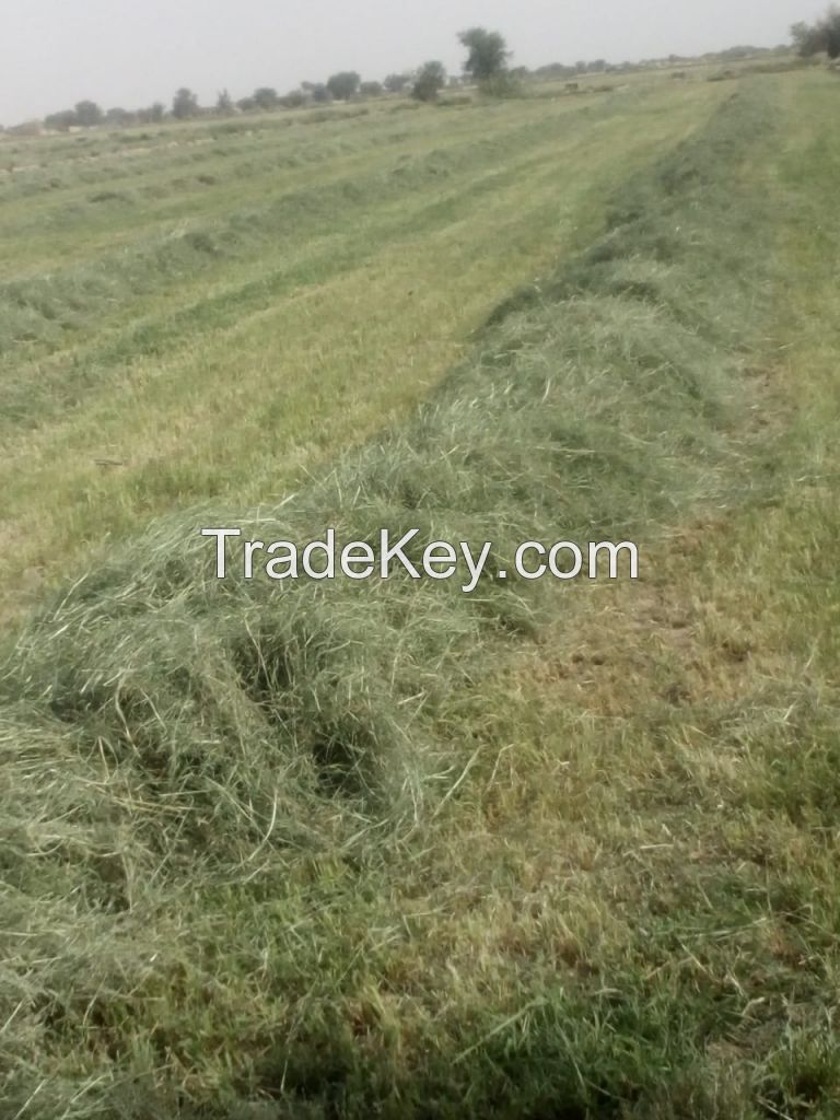 Rhodes Grass hay