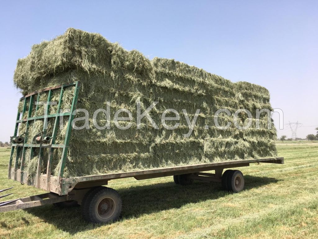 Rhodes Grass hay