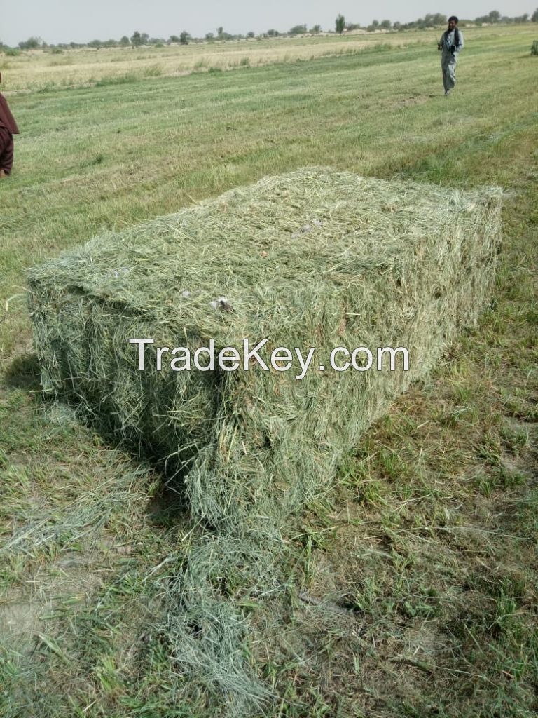 Rhodes Grass hay