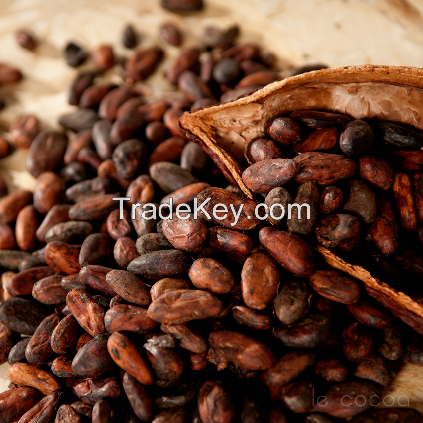 hight quality cocoa Beans