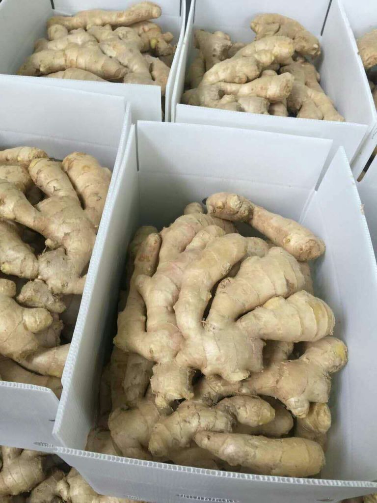 Fresh ginger