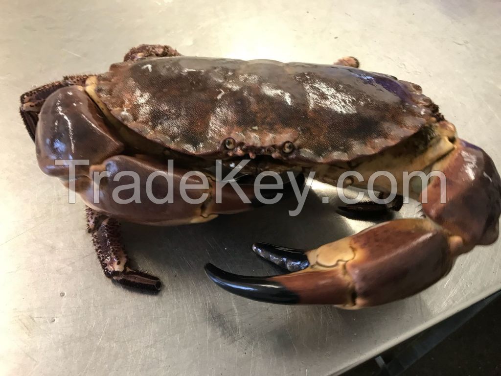 Brown Crab, Blue Lobster, Langoustines, Razor Clam