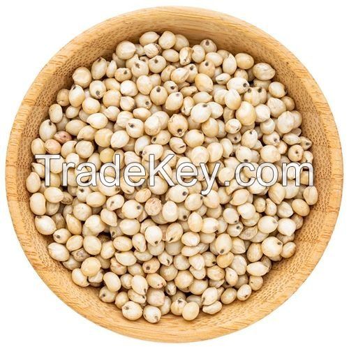 Grain Sorghum