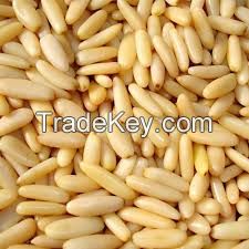 Pine Nut Kernels