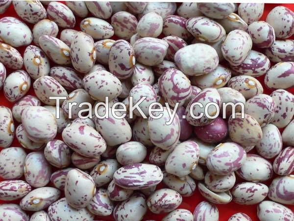 light speckled Kidney beans