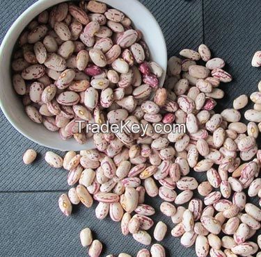 light speckled Kidney beans