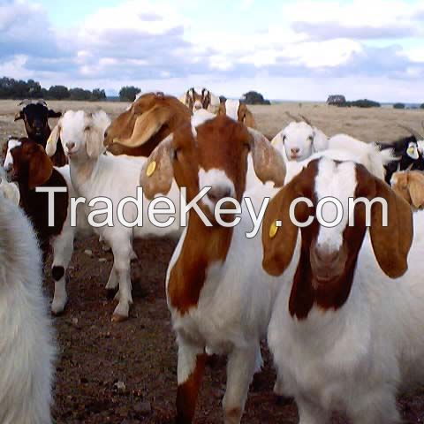 Kenya breed Boer Goat for sale