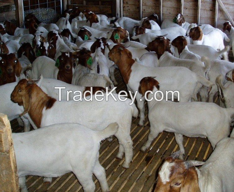Kenya breed Boer Goat for sale