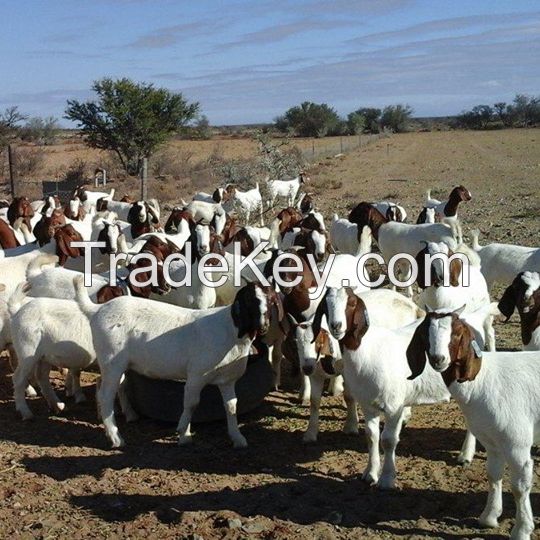 Best Price Live Stock Boer Goat Bulk Stock Available