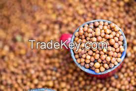 Grain Sorghum