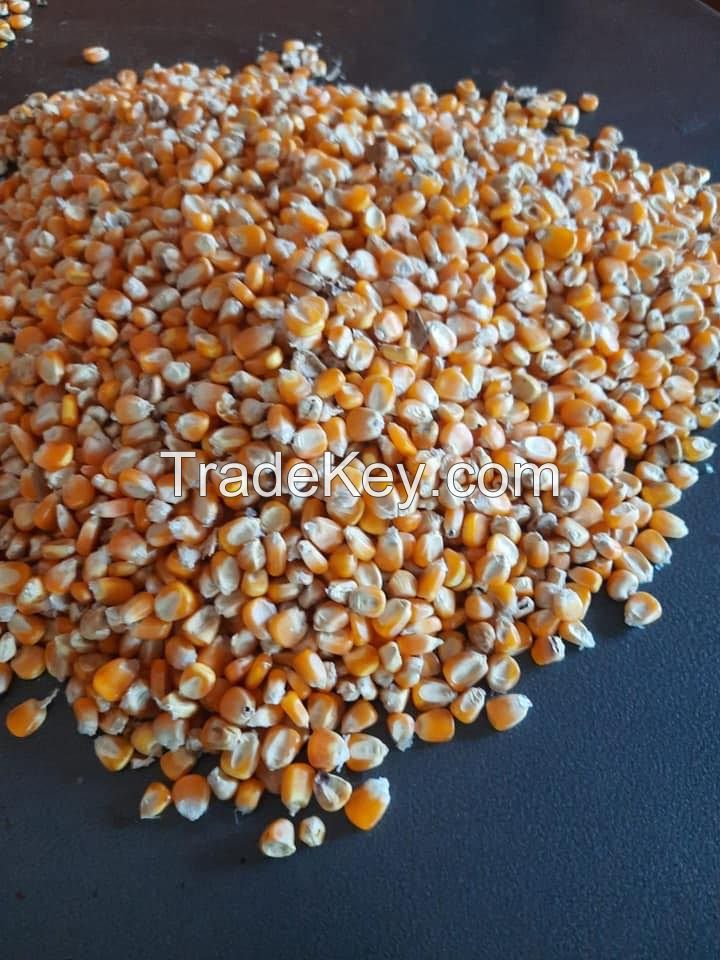 White Corn Color Origin Corn Kernels Top Style Storage Packing Mature FOOD GRADE 1 White and Yellow Corn/Maize Dried