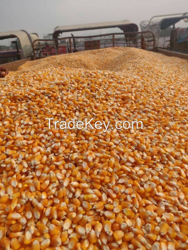 Cheap Non GMO White and Yellow Corn/Maize for sale