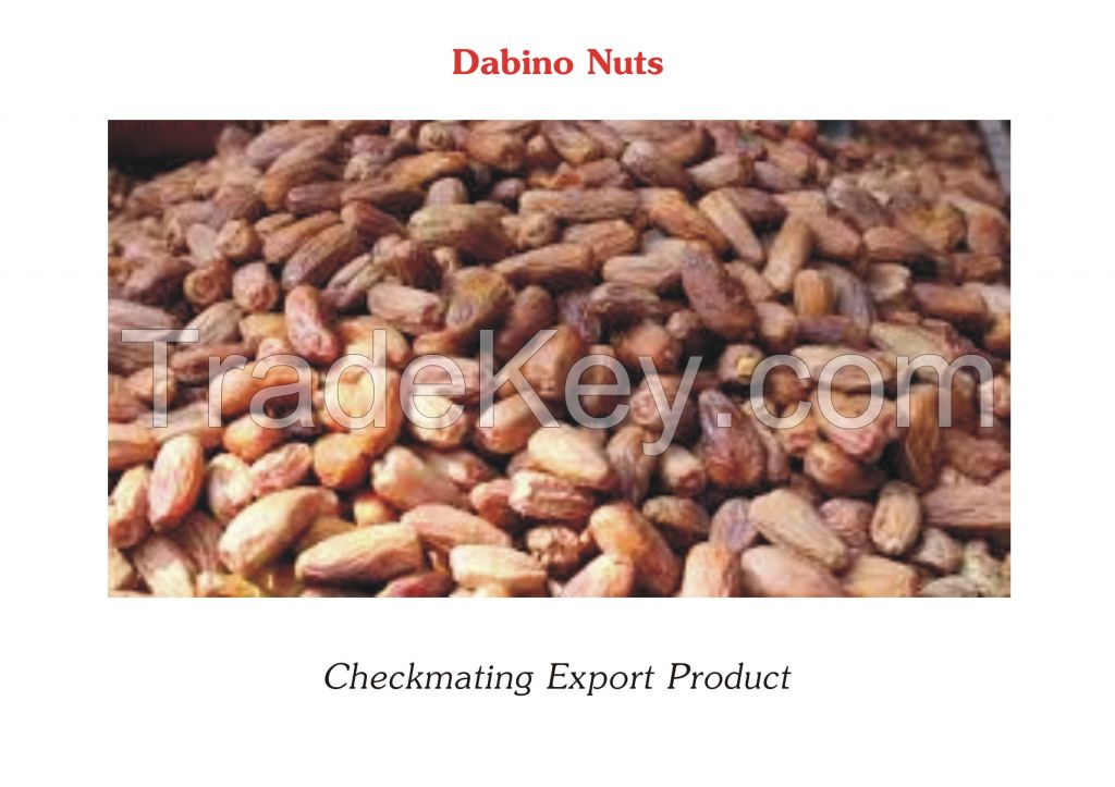 DACTYLIFERA NUTS