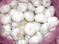 fresh garlic