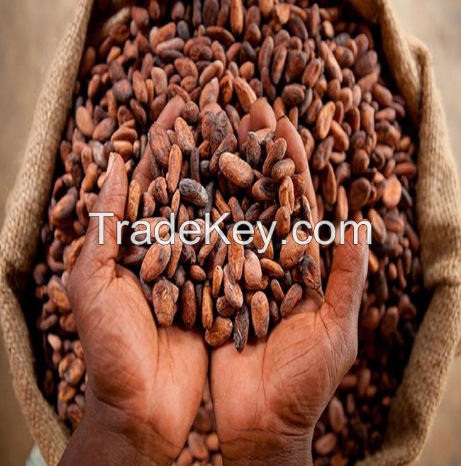 A Graded Quality Dried Cocoa Beans For Sale