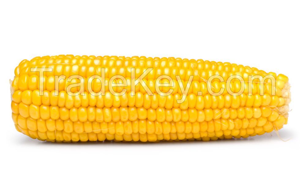 Yellow Corn, Corn