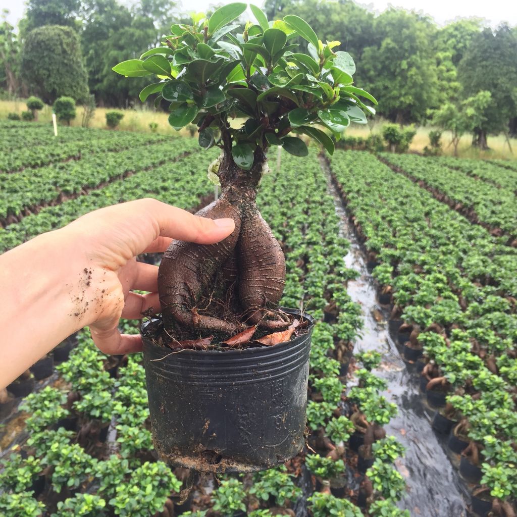 Ficus Ginseng Bonsai