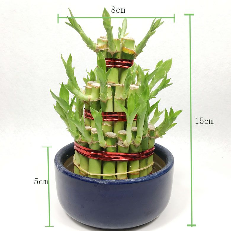 Dracaena Sanderiana Tower Shape Lucky Bamboo